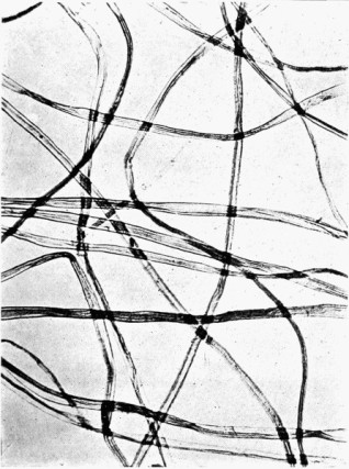 Cotton fibers under a microscope (Photo credit: The Manufacture of Paper by Robert Walter Sindall)