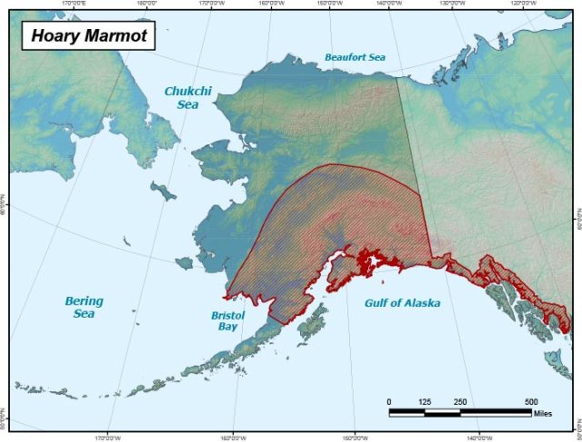 Map of Alaska with the population of Hoary Marmots superimposed over the Southeast, Interior, and South Central regions of the state.